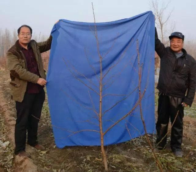 桃树冬季修剪技术要点：掌握最佳时期和6大方法