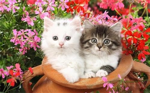 猫咪共眠，打造宠物好伴侣