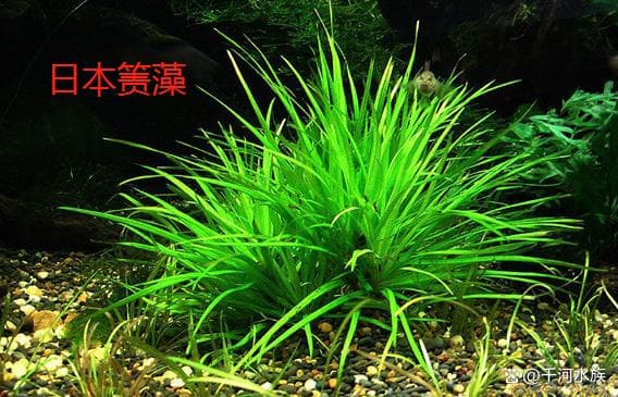 新手养水草必看！这些水草竟然最适合你，你知道几种？