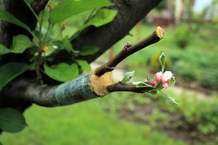 植物嫁接技术全解析：原理、方法与实践指南