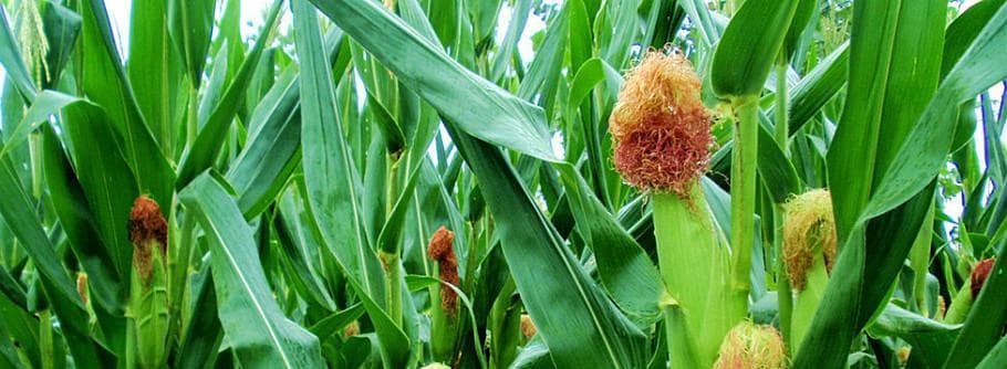 玉米成熟期和种植周期详解（从播种到收获，掌握玉米生长周期）