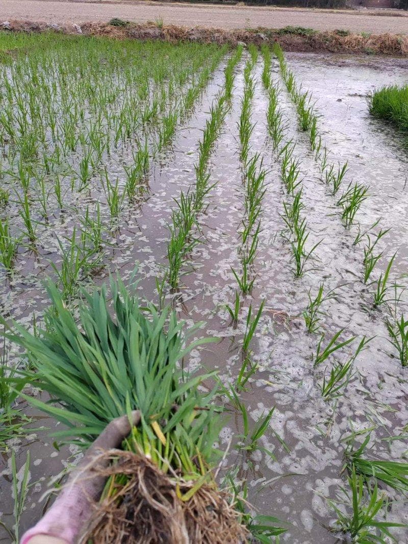 湖北地区一年四季主要种植哪些作物？