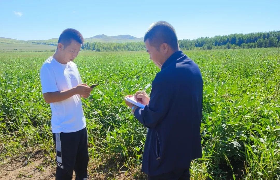 玉米大豆轮作模式 蹚出产业兴旺新路子