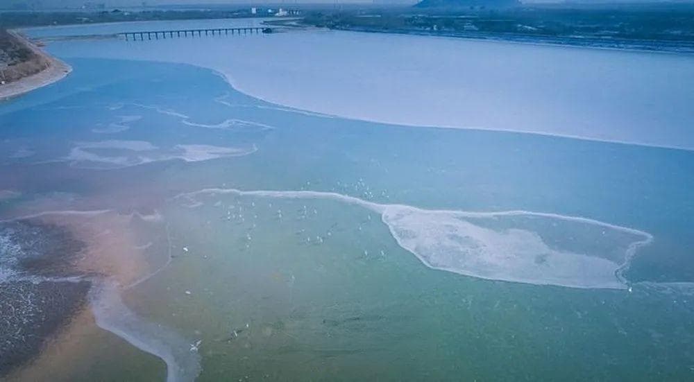 黄河流域生态保护和高质量发展 | 我的黄河故事：家里有个天鹅湖