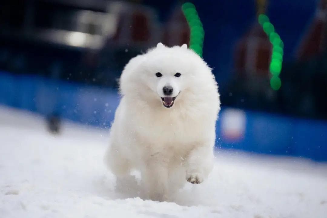 犬骨折：症状、原因、诊断与治疗全解析