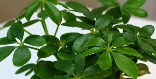鸭脚木浇水的时间和正确方法（让你的鸭脚木生长茁壮一些小技巧）