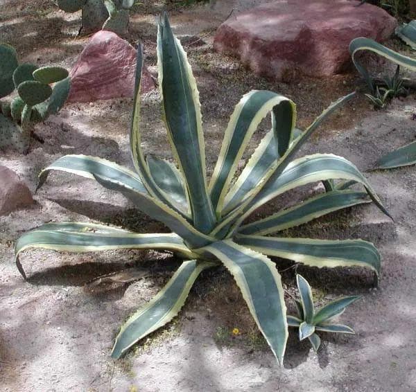 龙舌兰与吊兰：沙漠植物的经济与生态双重价值