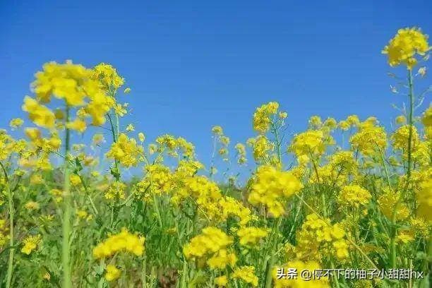 广州2025年第一波“油菜花海”：南沙七彩油菜花海，近地铁人又少