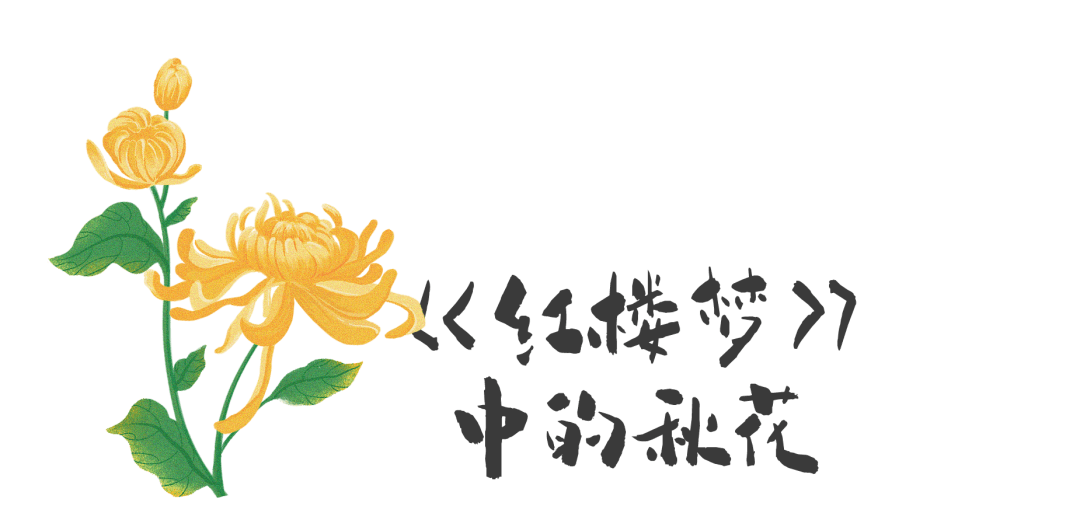 2024深圳仙湖植物园秋花集：以《红楼梦》菊花诗为主题，打造沉浸式赏花体验