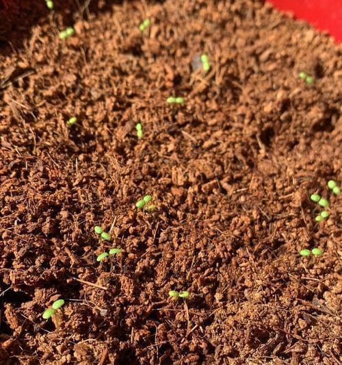 草莓种植完全指南：从种子发芽到果实收获的关键步骤