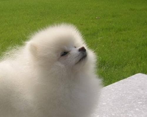 如何训练博美犬：从基础到进阶的全面指南