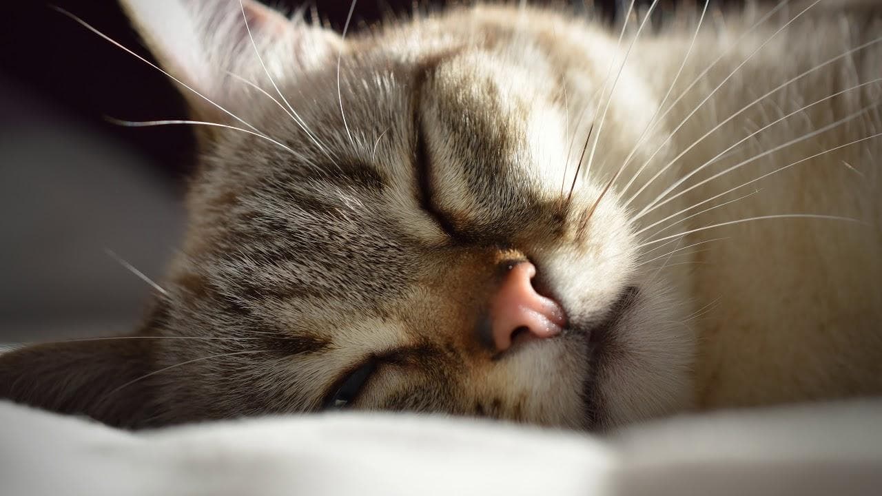猫咪为什么会发出咕噜声