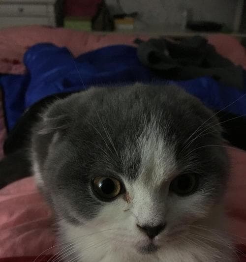 猫咪眼屎多是上火了吗？如何判断和处理？