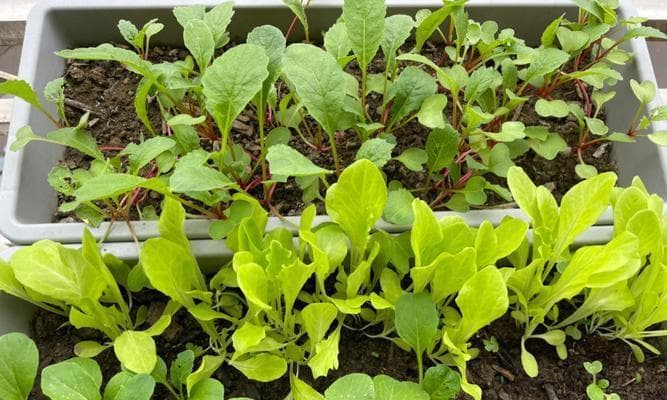 青菜：从分类到文化传承的全方位解析