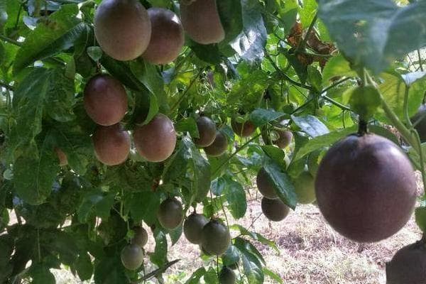 百香果挂果多应该施什么肥？