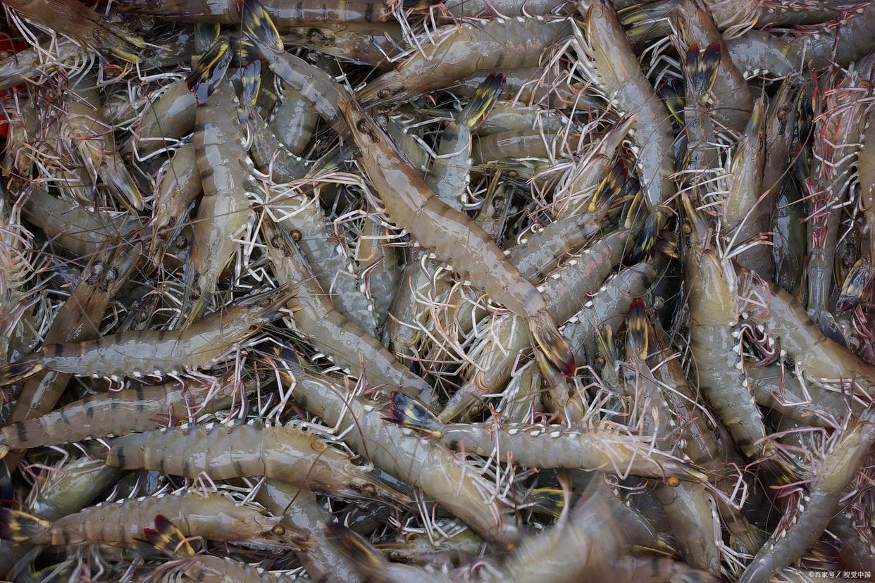 虾煮多久才是最佳时间？