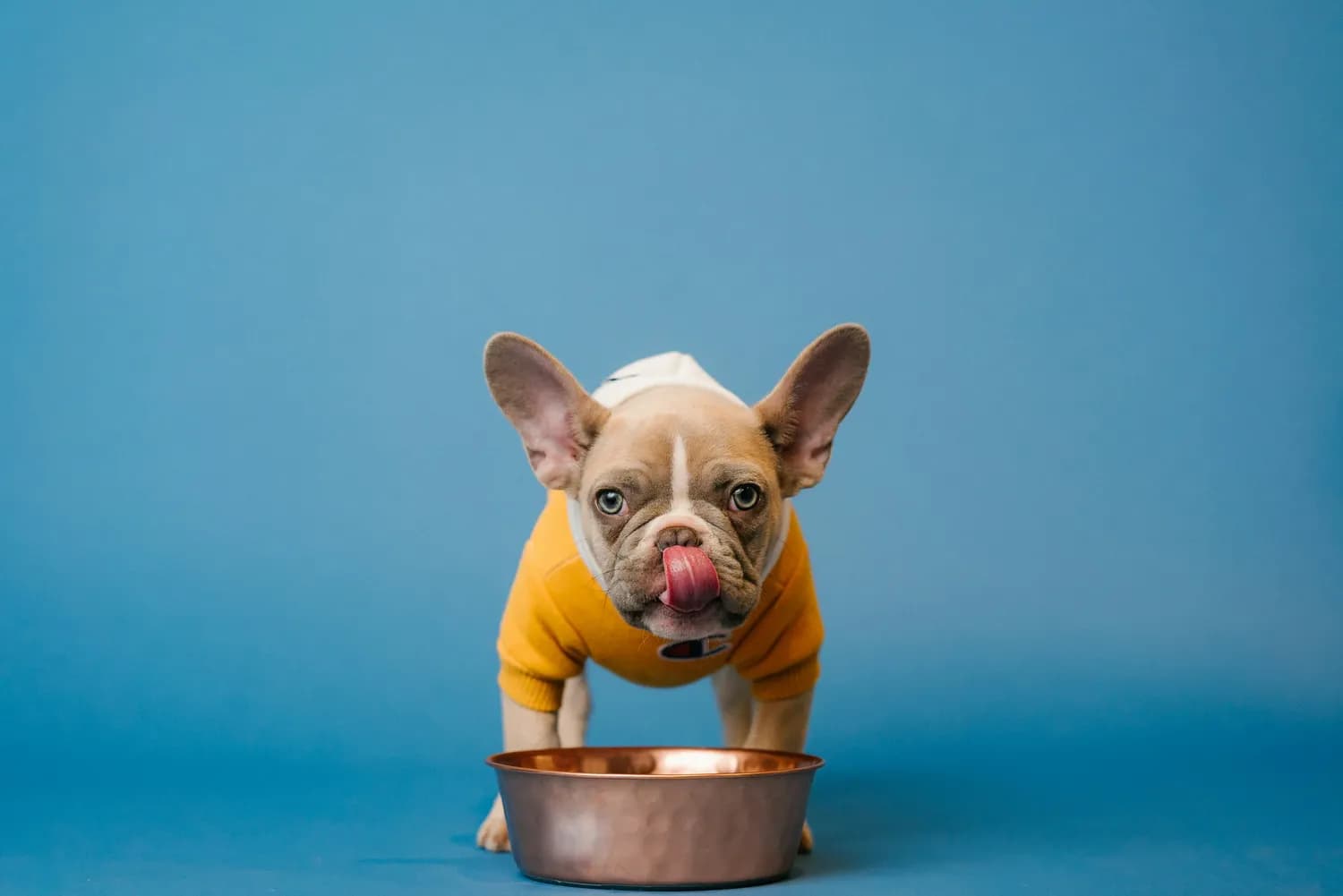 科学管理糖尿病犬的饮食，让爱宠重获健康