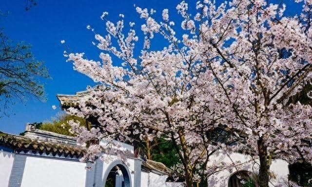 樱花：源自中国的美丽传承，别再说樱花是日本的了