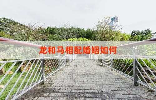 龙和马相配婚姻如何？探究生肖配对中的缘分与相处之道