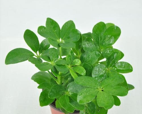 鹅掌柴适合放在哪里？如何确保其健康成长？