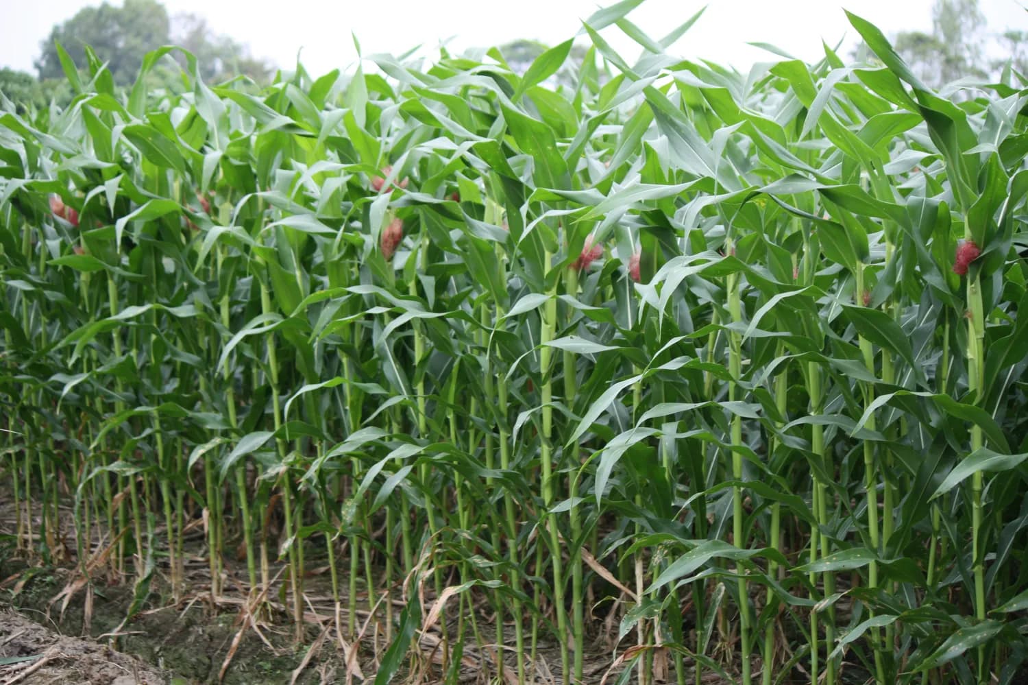玉米密植化控防倒伏技术，农民增收新法宝