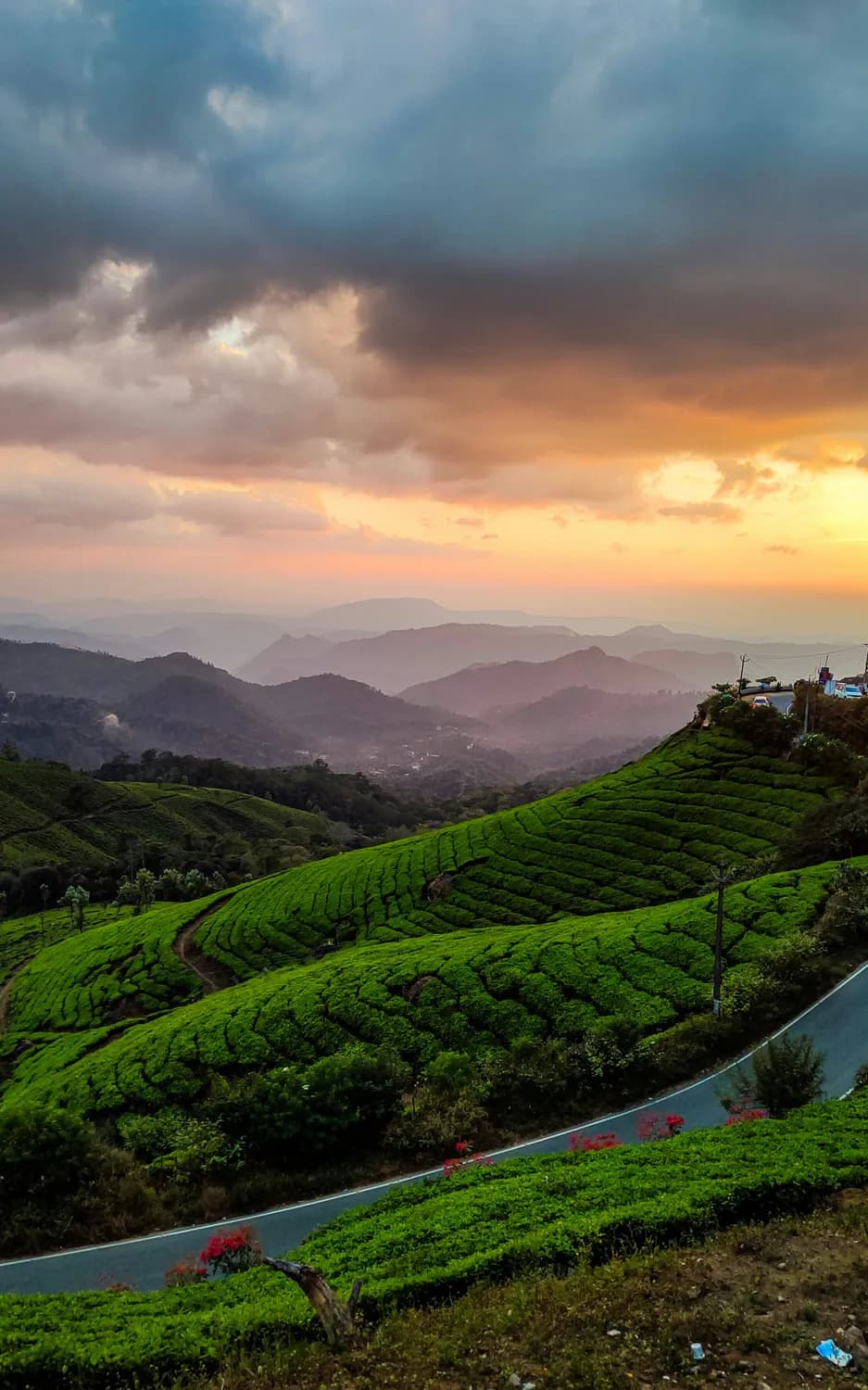 泰顺万排茶园：高山之巅的金色日出与茶香之旅