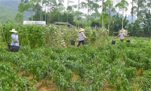 辣椒不同生长期如何施用肥料？