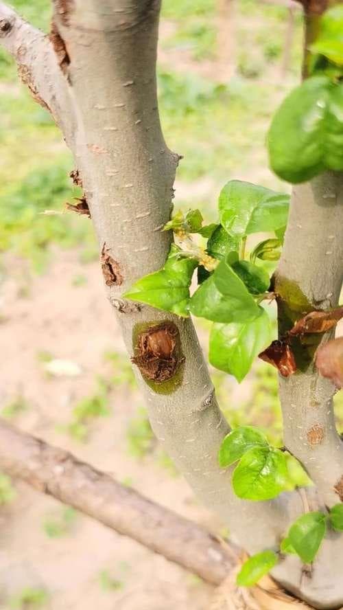 苗木病虫害防治技术与方法措施（从源头预防）