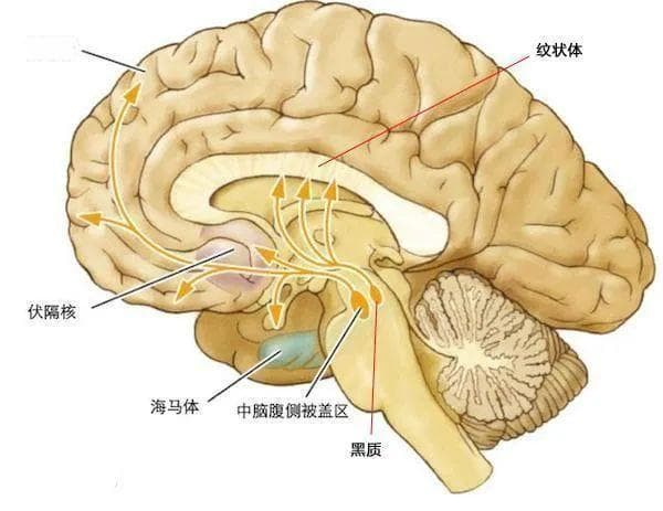 为什么把氯丙嗪称为精神科的“青霉素”？