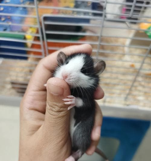 如何正确饲养花枝鼠？（以宠物为主，了解花枝鼠的饲养方法）