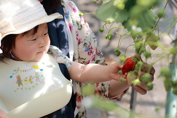台湾草莓季来袭！草莓的营养价值、安全食用指南及亲子采摘好去处