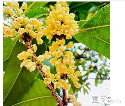桂花养殖全攻略：从水分管理到病虫害防治