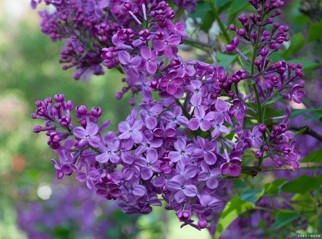 丁香花的养殖方法和注意事项，丁香花盆栽怎么养，丁香花怎么养