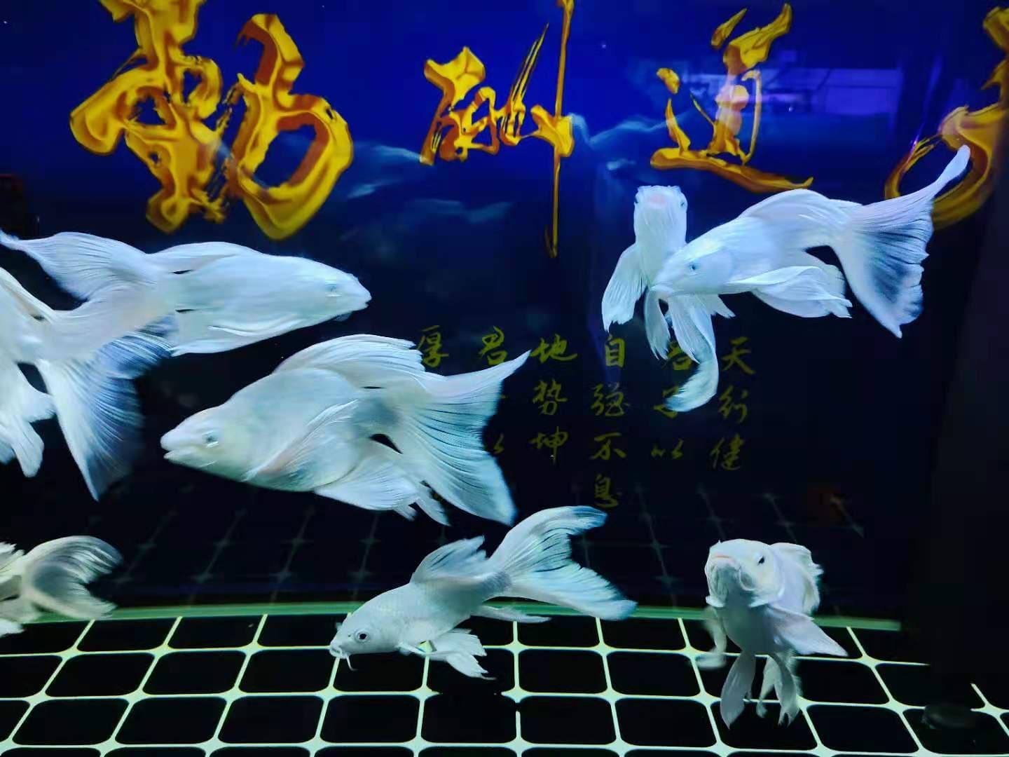 为什么鱼缸水总是变白（导致鱼缸水发白的各种原因和处理方式）