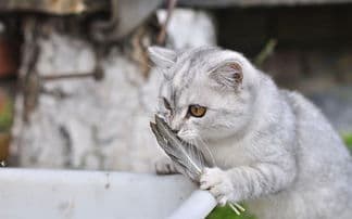 猫咪饥饿时的14种行为表现，读懂这些，再也不用担心它们挨饿