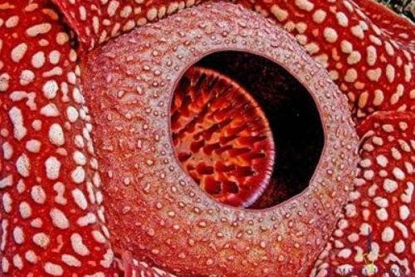 揭秘老鼠飞行之谜：从生物学基础到科学幻想