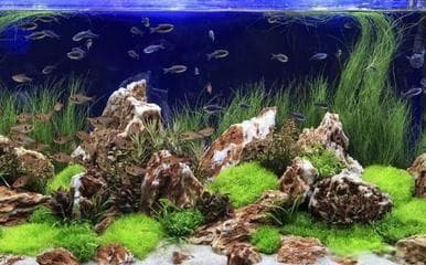 鱼缸常见问题有哪些方面：根据搜索结果整理的鱼缸常见问题及其解决方案
