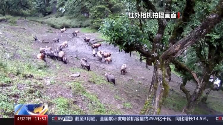 “国宝”级动物随机出没 红外相机抓到了这些有趣画面