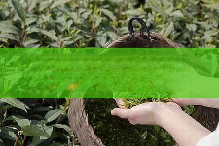 探究熟普洱茶的全方位功效与作用：健康益处、饮用指南及常见疑问解答