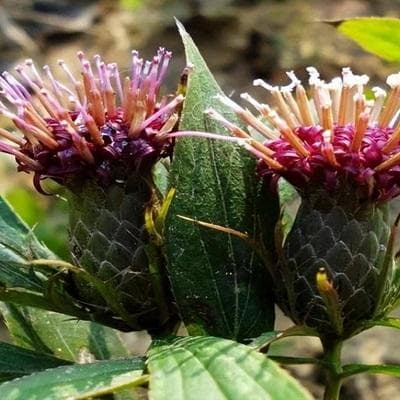 白术：从植物形态到药用价值的全面解析