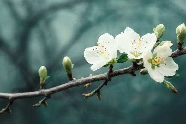 各种郁金香的花语是什么意思，几朵又代表什么