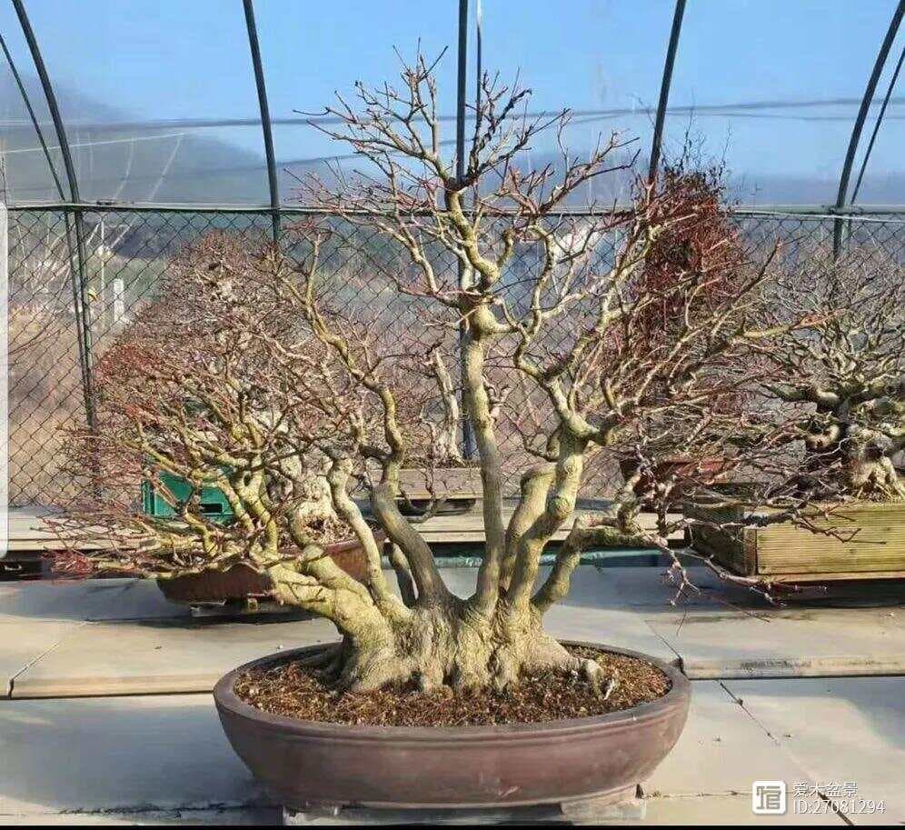 一本多干型丛林枫树盆景的优化操作