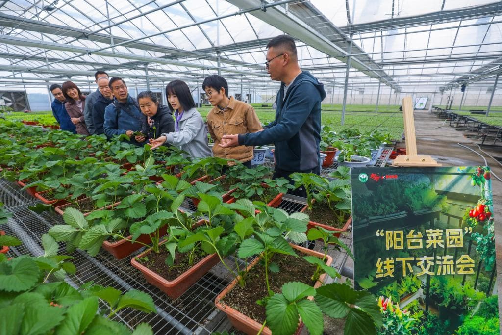 浙江杭州：“阳台菜园”成为都市农业新风尚