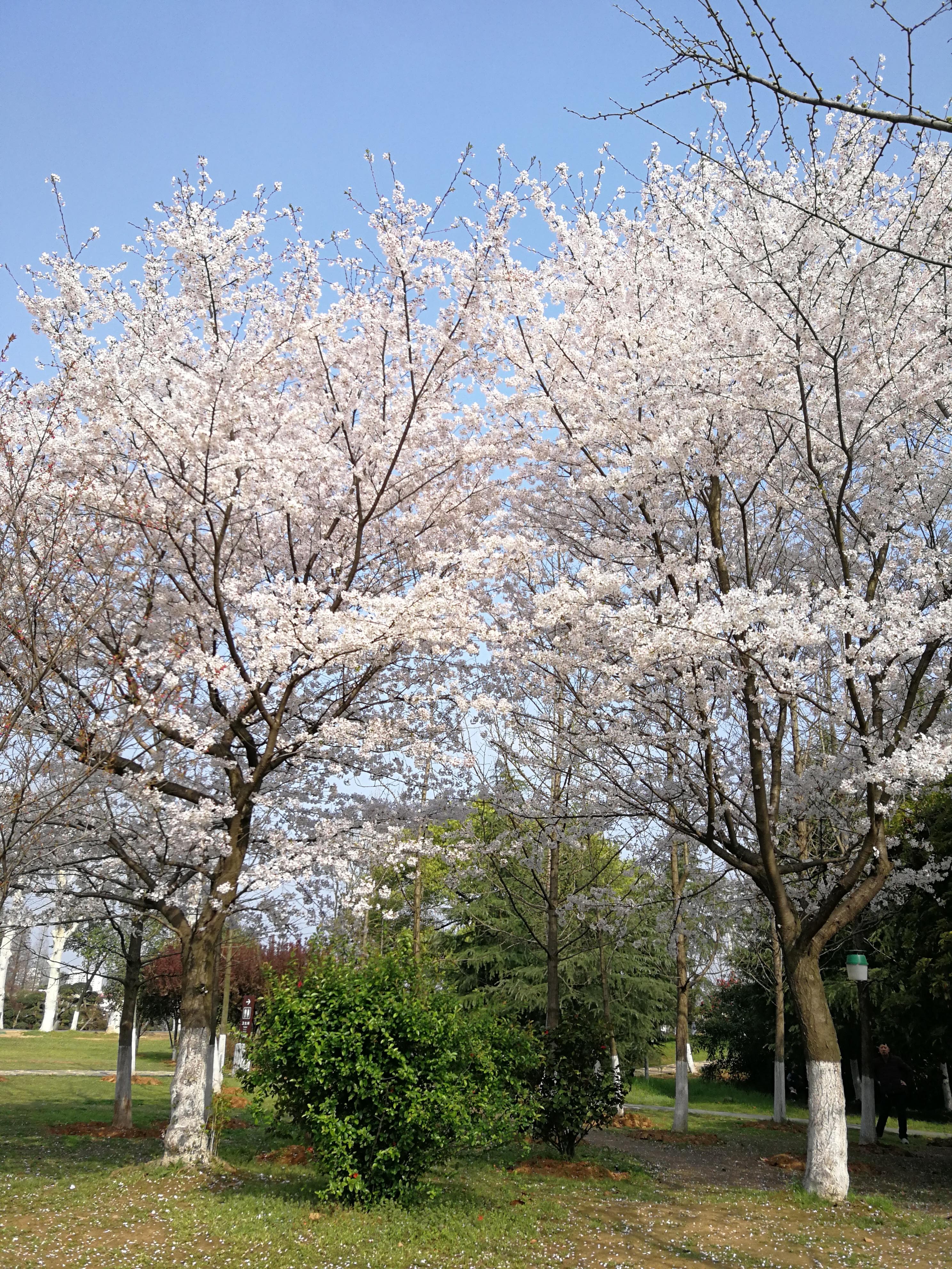 如何区分樱花、桃花、李花、梨花、杏花、梅花和海棠花？