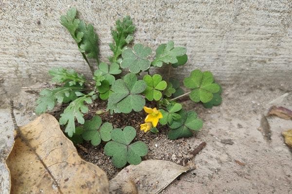 清明节必吃的食品