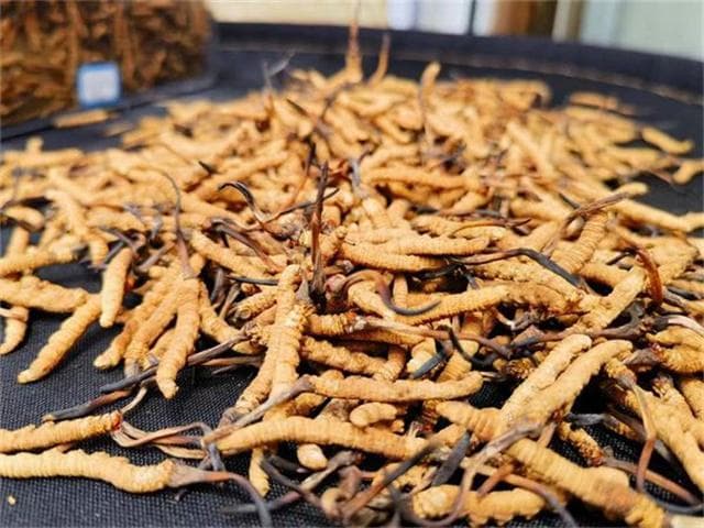 揭秘假冬虫夏草：教你4招轻松鉴别真伪