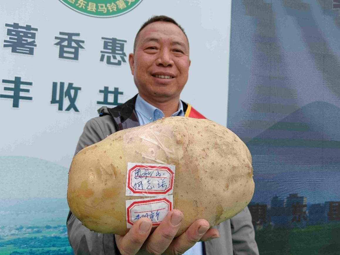 最大薯王体重超4斤！2025年惠东县马铃薯文化节开幕