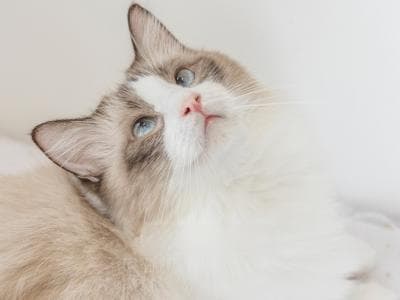 长毛猫毛发打结成团？5步拯救变“毛毯”的猫咪！