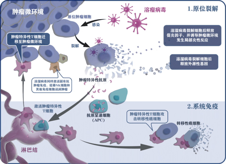 肝癌治疗有新法！浙江大学医学院附属第一医院团队研发溶瘤病毒对抗肝癌治疗
