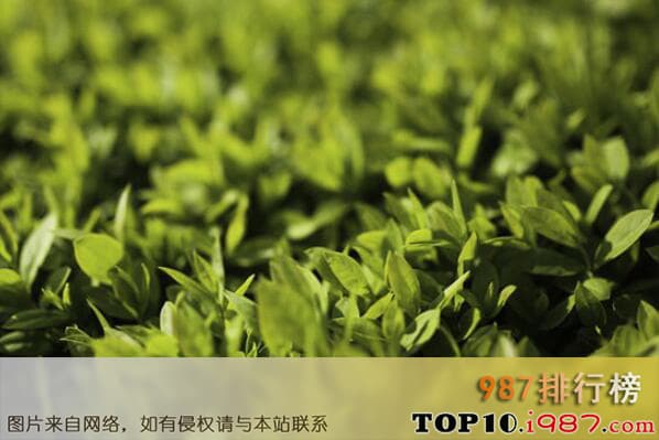 最常见的十大绿篱植物